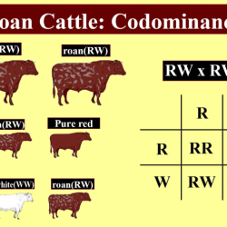 Red white and roan bull