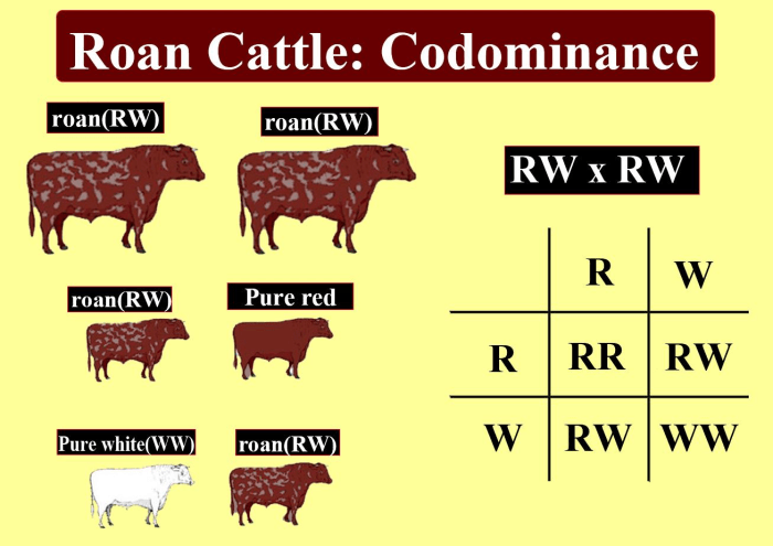 Red white and roan bull