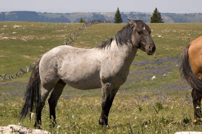 Red white and roan bull