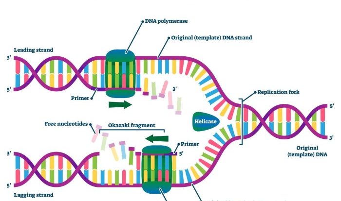 Name the two enzymes illustrated in model 1