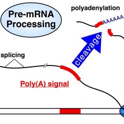 Name the three processes that commonly modify eukaryotic pre mrna