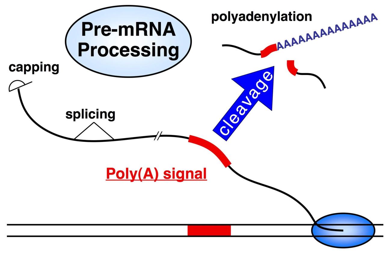 Name the three processes that commonly modify eukaryotic pre mrna