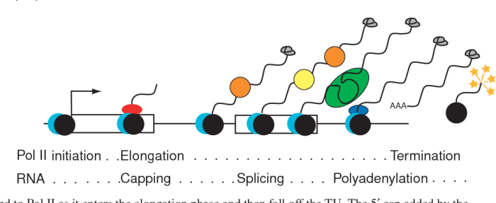 Name the three processes that commonly modify eukaryotic pre mrna