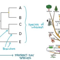 Ap biology lab/cladograms and phylogenetic trees answers key