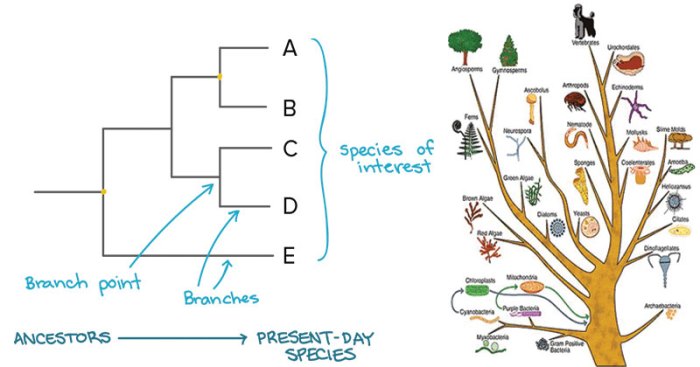 Ap biology lab/cladograms and phylogenetic trees answers key