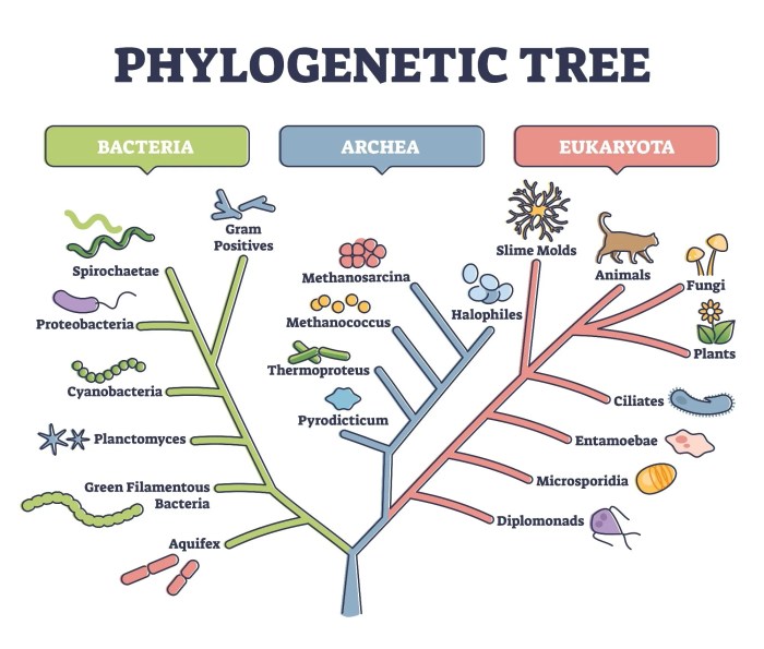 Ap biology lab/cladograms and phylogenetic trees answers key