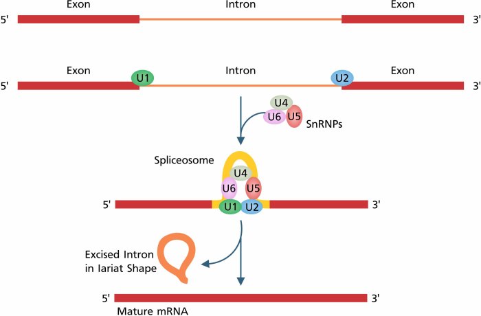 Transcriptional modifications capping mrna rna methyl