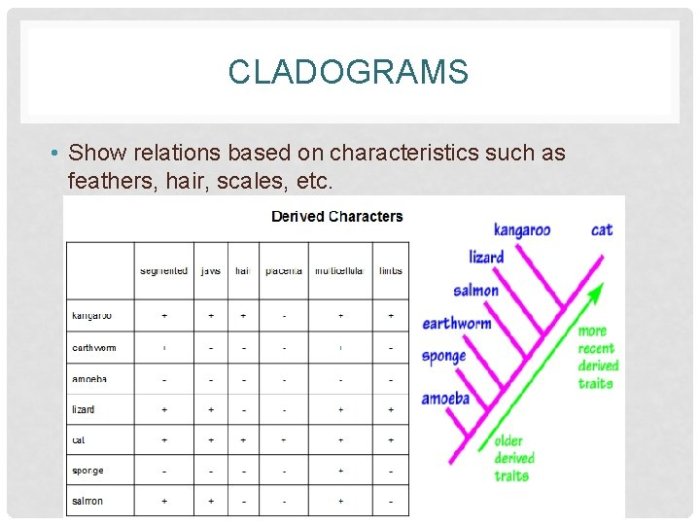 Ap biology lab/cladograms and phylogenetic trees answers key