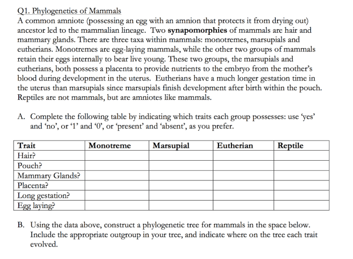 Ap biology lab/cladograms and phylogenetic trees answers key